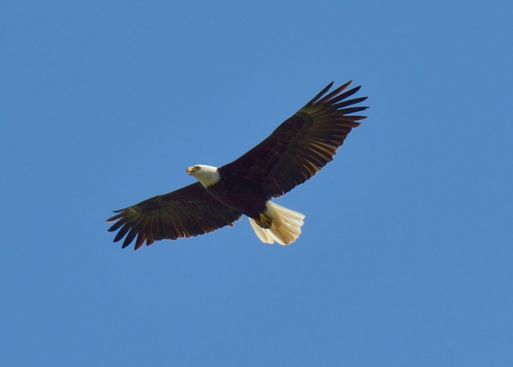 Bald eagle in flight at Sacramento NWR 4-2012