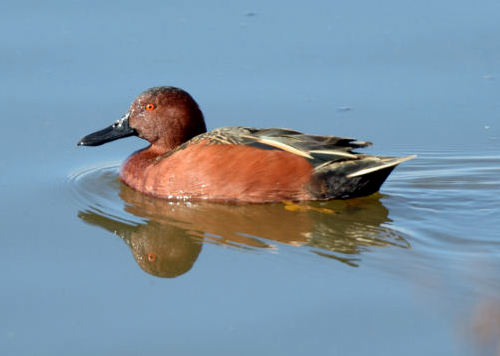 Cinnamon teal 2-2012
