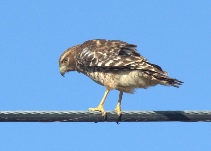 Coopers hawk 2-2012