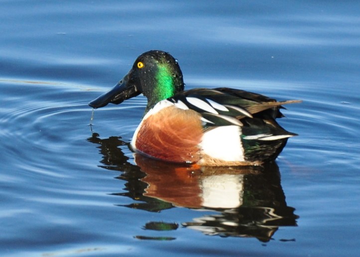 Northern shoveler 1-2012