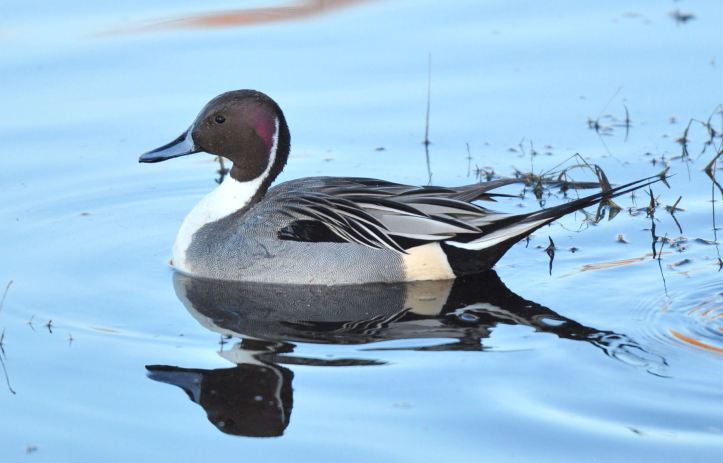 Pintail at Colusa 1-2012