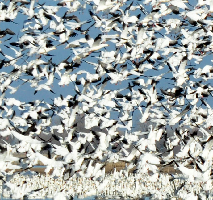 Snow geese liftoff from rice field 1-2012
