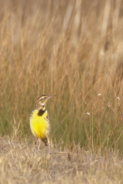 Western meadowlark 1-2012