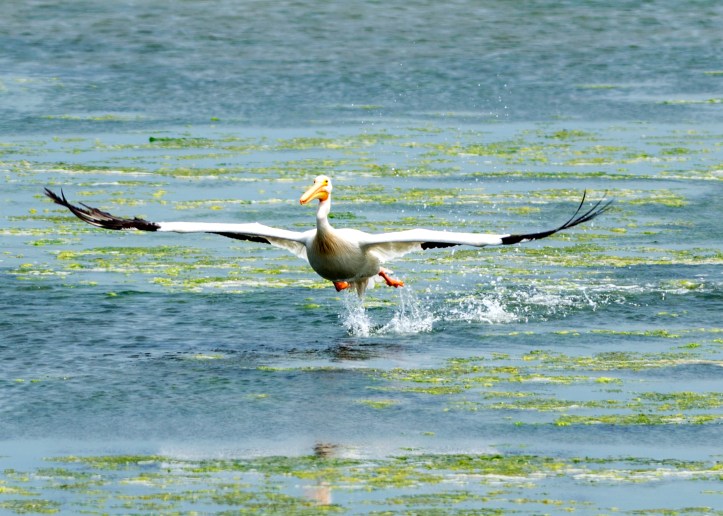 Flying white pelican Bodega Bay-June 2013