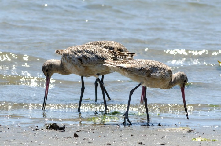 Marbled godwits feeding Bodega Bay-June 2013