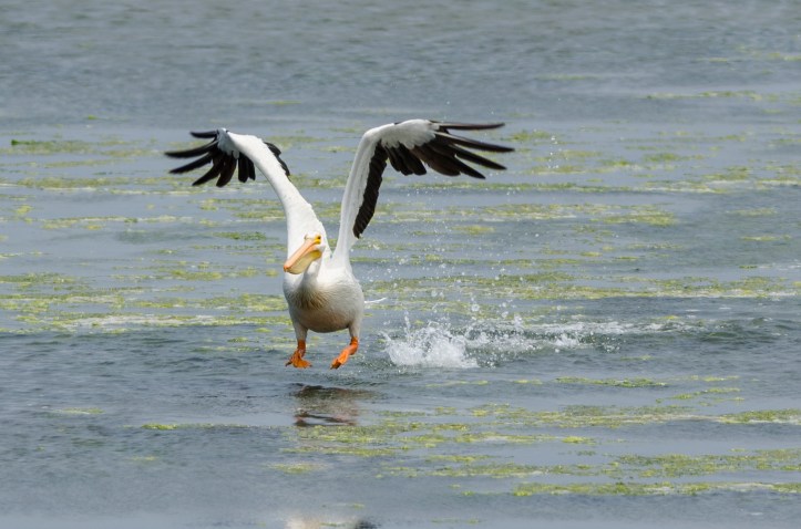 White pelican taking flight Bodega Bay-June 2013