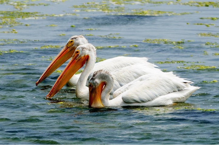 White pelicans swimming Bodega Bay-June 2013
