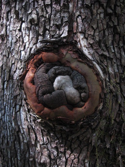 Circular shape on madrone 10-2013