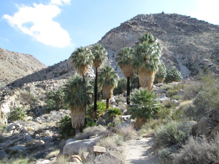Approaching 49 Palms Oasis Joshua Tree 2-2014