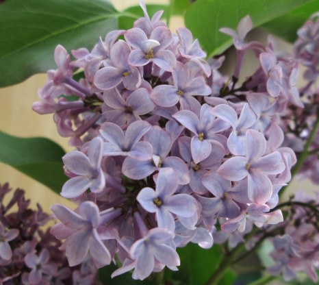 Lilac bouquet 4-2014