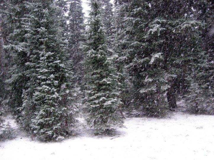 Hemlocks snowfall Crater Lake 10-1-14
