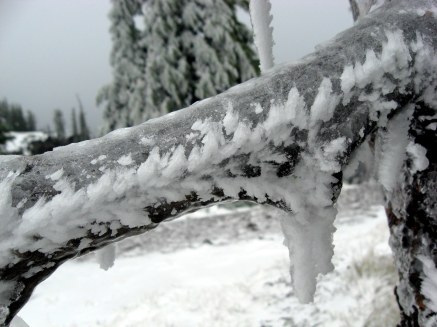 Ice crystals on dead tree Crater Lake 10-1-13 horizontal