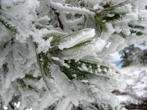 Ice crystals on hemlock Crater Lake 10-1-13