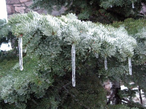 Icicles on red fir Crater Lake 10-1-14