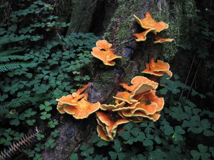 Orange fungus group Prairie Creek 9-2013
