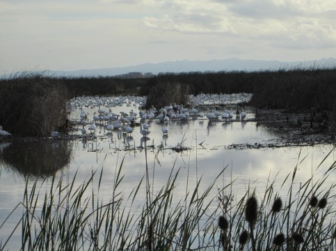 Snow geese in Sac 12-2014
