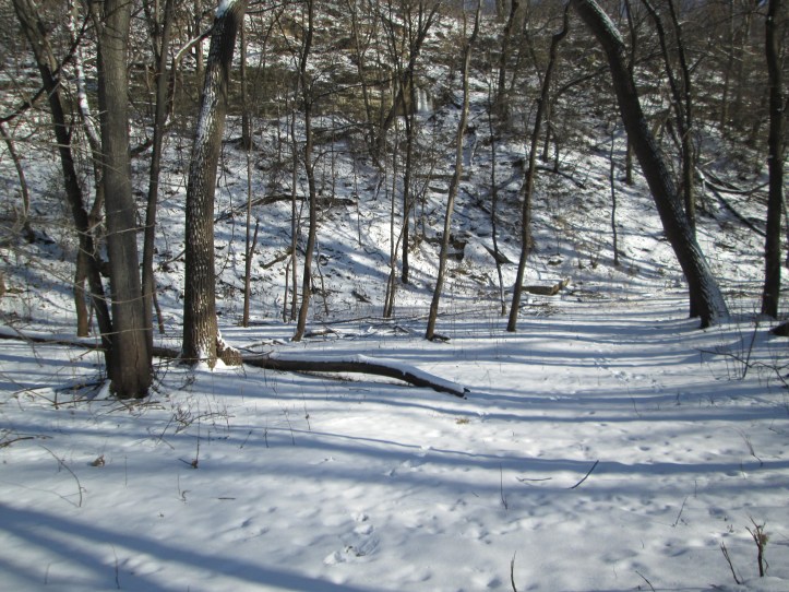 Snow trees and shadows 11-2014 1