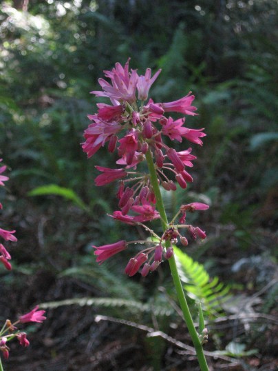 California bead lily at Mt Tamalpais 5-2013