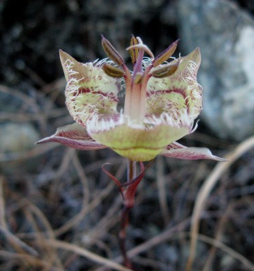 Tiburon mariposa lily - 2