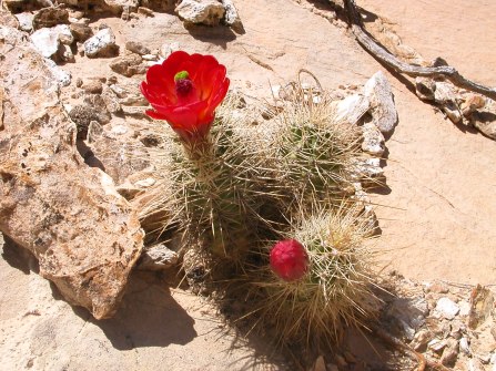 Claret cup cactus in Capitol Reef