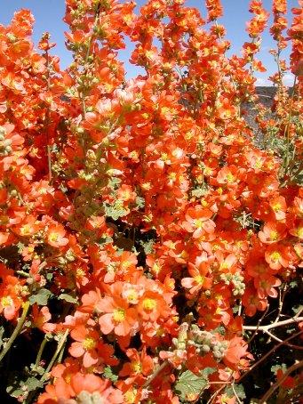 Globemallow explosion after desert rain in southern Utah