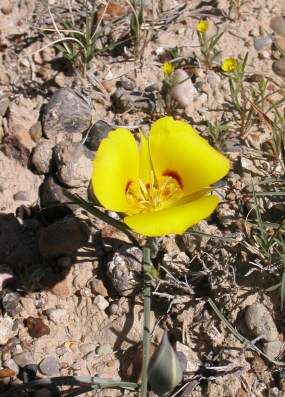 Golden mariposa lily in Capitol Reef vertical cropped