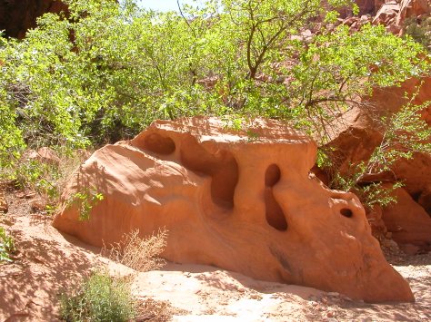 Oak and sandstone in Capitol Reef