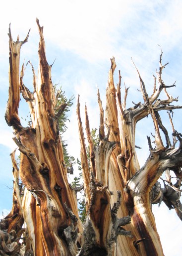 Bristlecone pines siilhouette White Mountains 9-2015