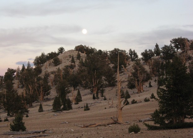 Moonrise at Patriarch Grove White Mountains 9-2015