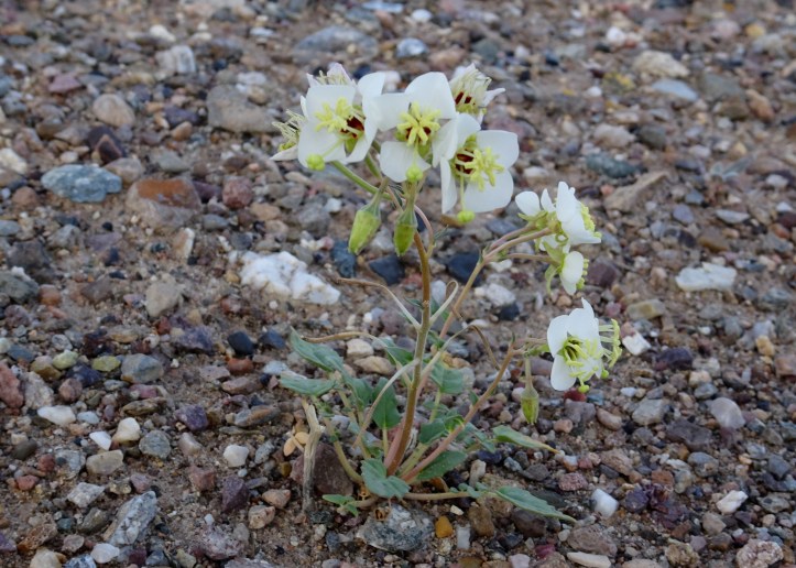 Brown-eyed evening primrose at dusk 2-2016