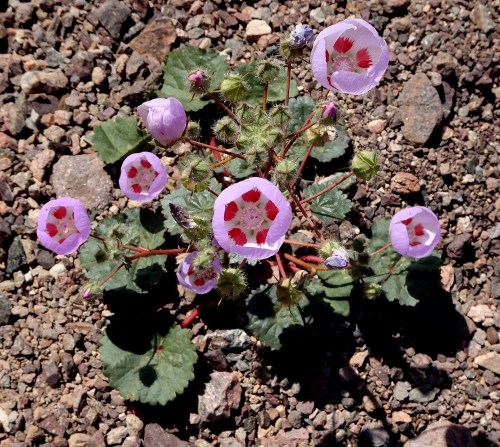 Desert five-spot multiple blooms Death Valley 2-2016 smaller