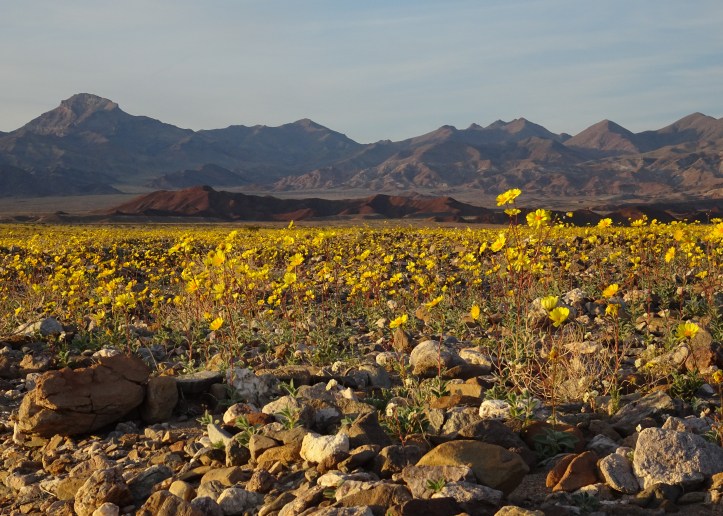 Desert gold landscape at sunset 2-2016
