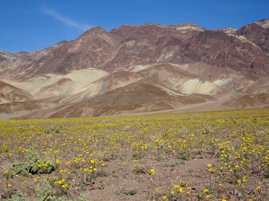 Mountain view 2 with desert gold Death Valley 2-2016 smaller