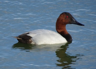 Canvasback at Las Gallinas smaller