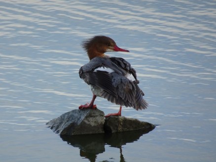 Common merganser female left at Las Gallinas