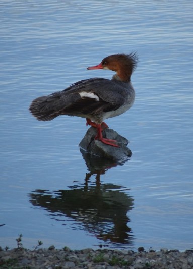 Common merganser female right at Las Gallinas smaller