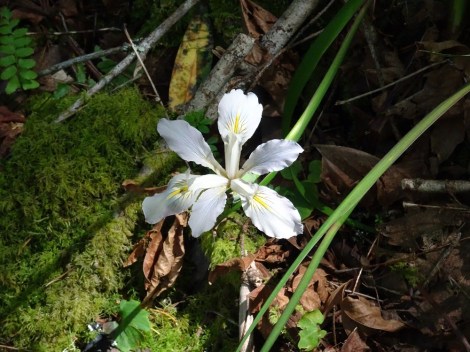 Douglas iris ACR 4-2016 smaller