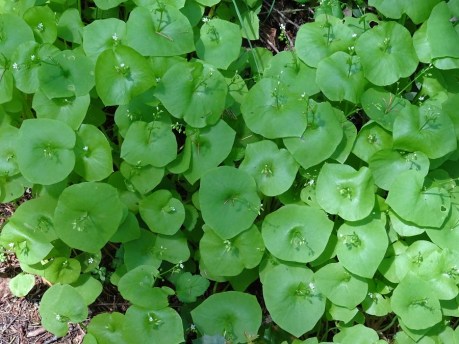 Miners lettuce ACR 4-2016 smaller