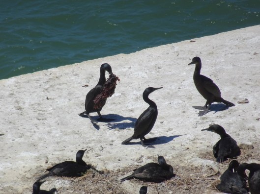 Brandts cormorants Alcatraz 6-2016 smaller