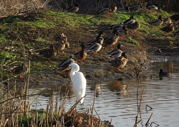 egret-and-mallards-12-2016-small