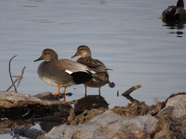 gadwalls-sacramento-nwr-11-2106-small