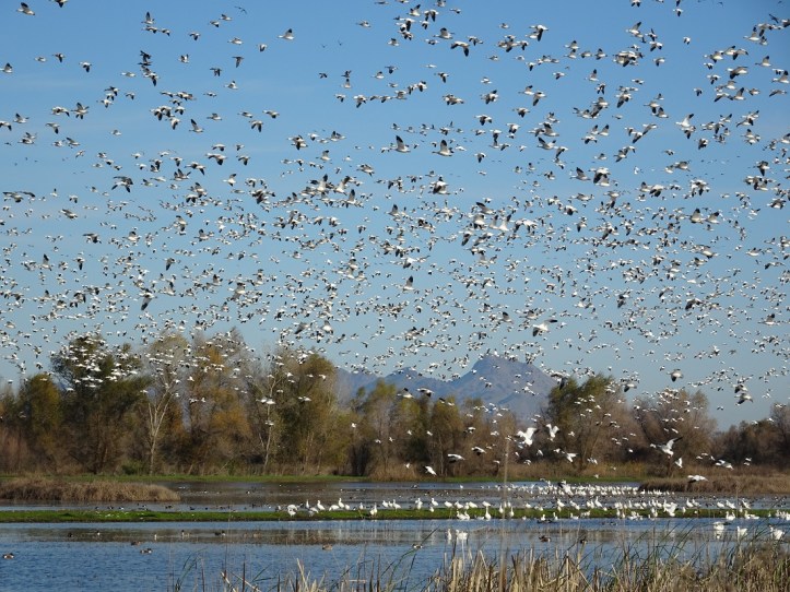 geese-flying-above-sutter-buttes-12-2016-small