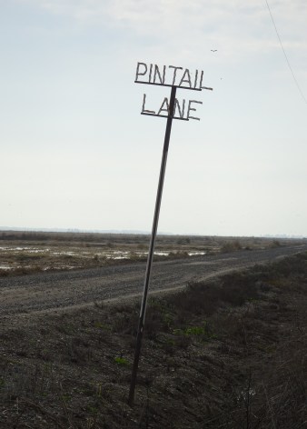 pintail-lane-sign-12-2016-small
