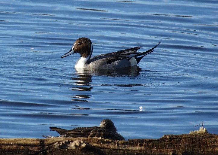 pintail-swimming-1-12-2016-small