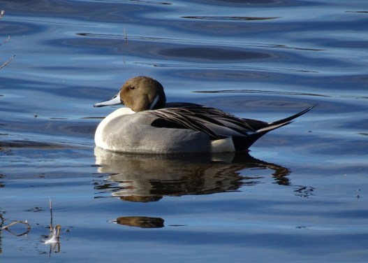 pintail-swimming-2-12-2016-small