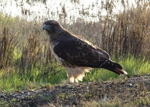red-tailed-hawk-sac-nwr-11-2016-small