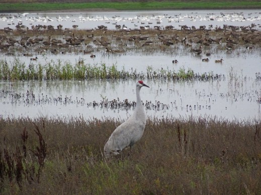 sandhill-crane-portrait-llano-seco-11-2016-small