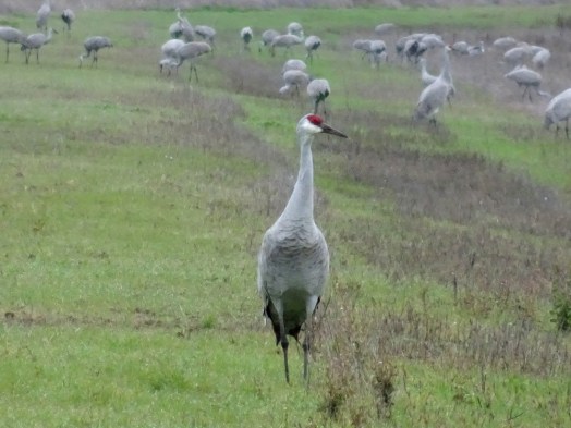 sandhill-cranes-llano-seco-1-11-2016-small