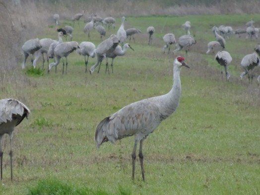 sandhill-cranes-llano-seco-3-11-2016-small