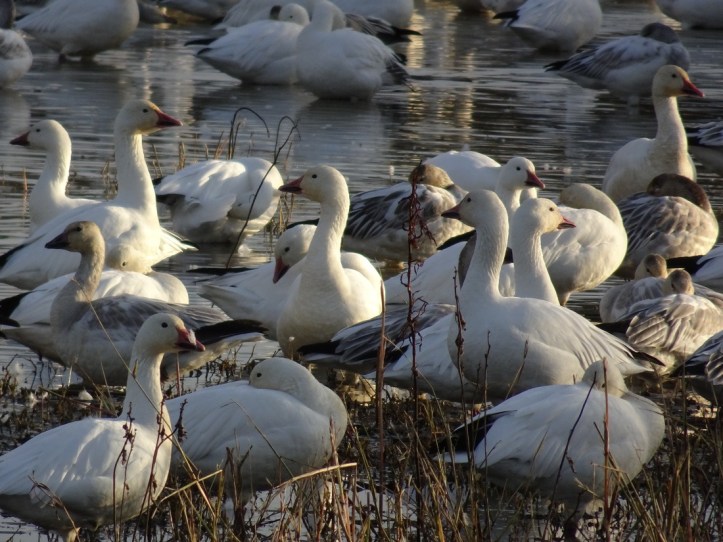 snow-geese-at-sunset-sac-nwr-11-2016-small